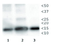 H3T3pK4me1 | Histone H3 (p Thr3, monomethylated Lys4) in the group Antibodies Plant/Algal  / DNA/RNA/Cell Cycle / Epigenetics/DNA methylation at Agrisera AB (Antibodies for research) (AS16 3168)